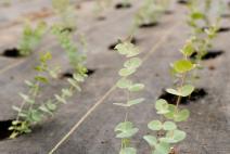 EU Green Deal: European Commission presents actions to boost organic production
